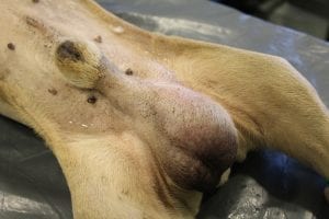 A rák korai felismerése kutyáknál - 12 árulkodó jel - Egészség